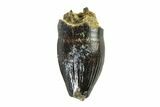 Fossil Dinosaur (Thescelosaurus) Premax Tooth - Montana #338876-1